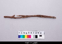 藏品(布袋戲道具-拐杖)的圖片